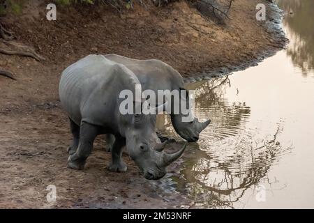Mother white rhino and older calf at the waterhole near sunset, Mabula, South Africa Stock Photo