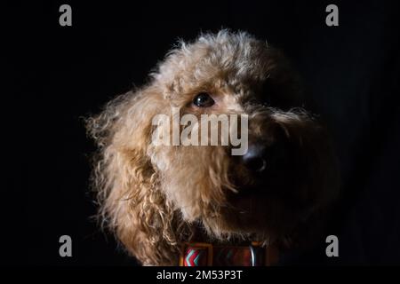 A close up portrait of fluffy Labradoodle dog looking at camera on black background Stock Photo