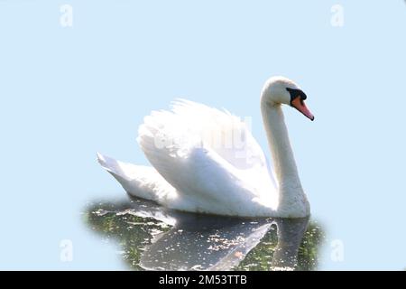 White swan with reflection in water against blue background, cut-on. Stock Photo