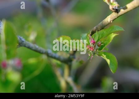 Flowers of an apple tree - Malus sylvestris, the European crab apple - in bloom during spring. Stock Photo