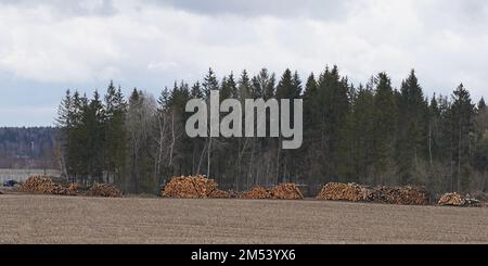 The concept of ecology and forest industry. Forest after cutting down, natural elements - hurricane. On the field near the forest, felled trees are st Stock Photo