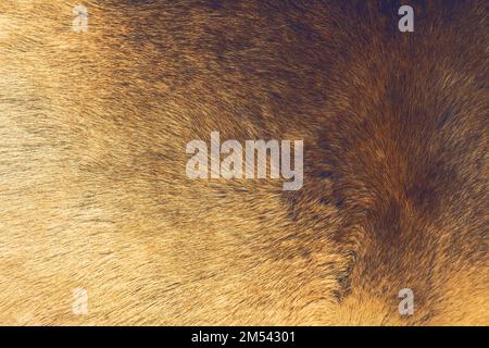 Reindeer fur background texture.Animal skin. Stock Photo