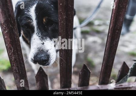 Stray dog looking through the fence in the shelter outdoor. High quality photo Stock Photo