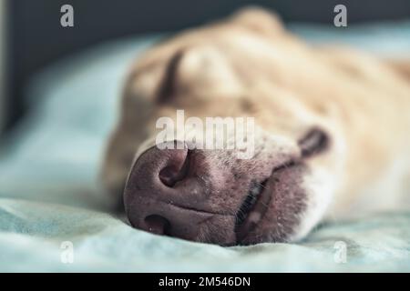 Close-up of the muzzle of a dog sleeping on the bed. A greyhound sleeping peacefully. Pet life. Selective focus. Stock Photo