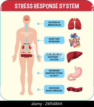 Stress response system scheme illustration Stock Vector