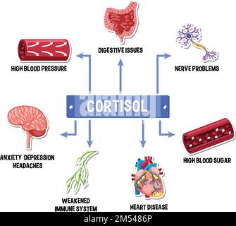 Stress cortisol system scheme illustration Stock Vector Image & Art - Alamy