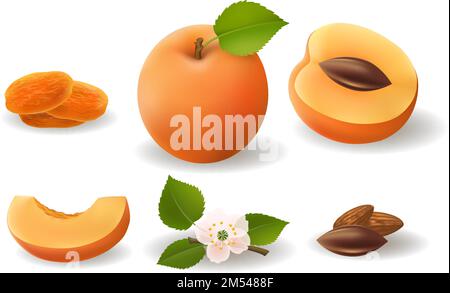 Apricot fruits flower and kernels Stock Vector