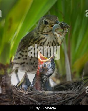 Little newborn baby bird of the Song Thrush Turdus Philomelos Stock Photo