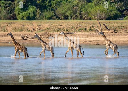 Rhodesian giraffe (Giraffa camelopardalis thornicrofti), 4 animals wading in river, South Luangwa, Zambia Stock Photo