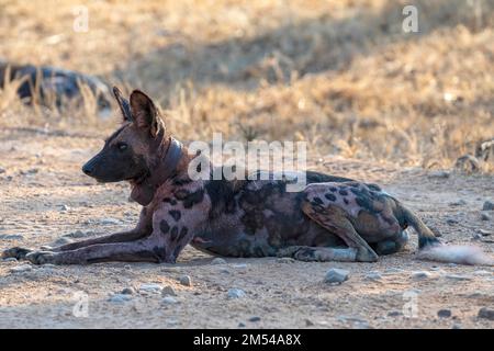 African wild dog (Lycaon pictus), alpha with GPS transmitter collar, South Luangwa, Zambia Stock Photo