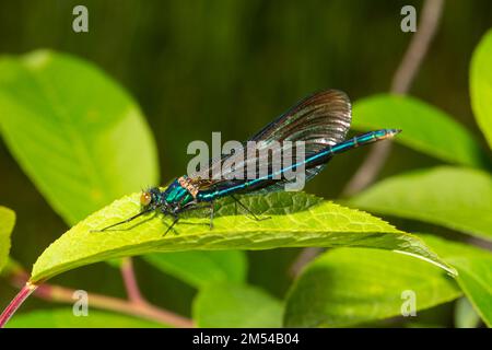 Blue-winged damselfly sitting on green leaf seen left Stock Photo