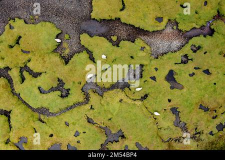 Aerial view, river course and bank, low tide, sheep, Isle of Skye, Scotland, Great Britain Stock Photo