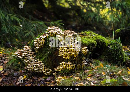 Sulphur tufts (Hypholoma fasciculare) on moss-covered tree stump, Hesse, Germany Stock Photo