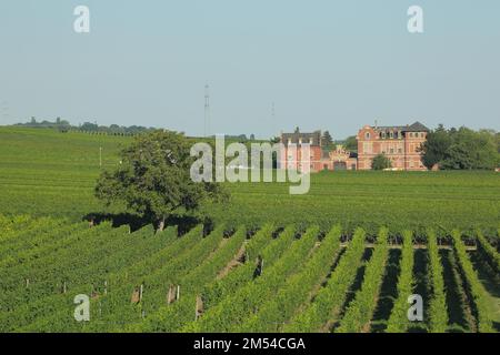 Former champagne cellar in the vines, villa, wine-growing area, landscape, vineyards, Hochheim am Main, Taunus, Hesse, Germany Stock Photo