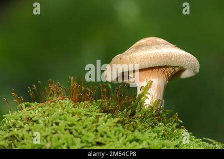Brown roll-rim (Paxillus involutus) in moss, Kremplinge, Krempling, Paxillus, Kremplingsartige, Paxillaceae, Roehrenpilze (Boletales), Tubular Stock Photo