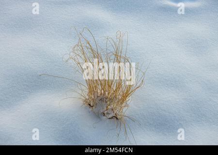 Yellow dry grass on the fresh untouched snow background Stock Photo