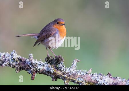 European Robin [ Erithacus rubecula ] on Lichen covered branch Stock Photo