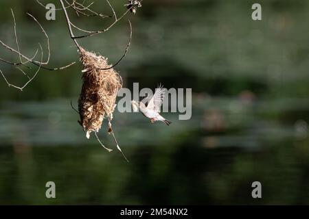 A Brown-backed Honeyeater is in mid-flight to its hanging nest with nesting material to at Cattana Wetlands in Cairns, Queensland in Australia. Stock Photo