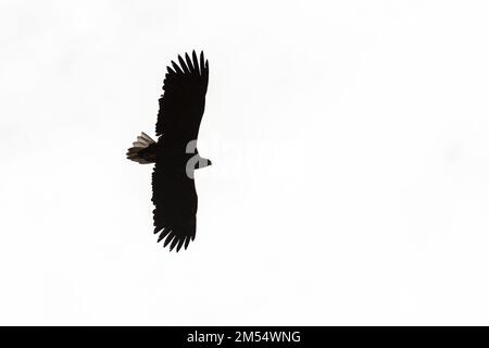 White-tailed eagle flying with spread wings in silhouette on the sky Stock Photo