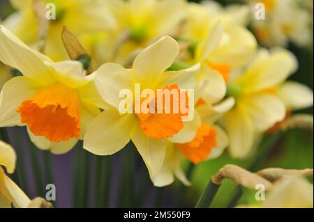 A bouquet of yellow and orange Large-Cupped daffodils (Narcissus) Sempre Avanti on an exhibition in April Stock Photo