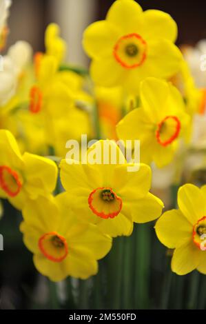 A bouquet of yellow and orange Large-Cupped daffodils (Narcissus) Shangani on an exhibition in April Stock Photo