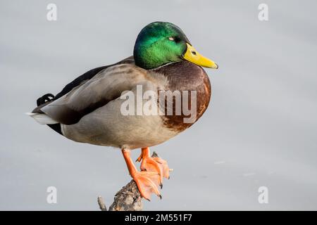 mallard, male, sleeping, Anas platyrhynchos, Aiguamolls Empordà, Catalonia, Spain Stock Photo
