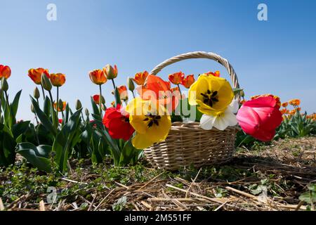 Bunch of multicolored tulips in wicker basket placed near plantation against blue sky on sunny summer day in rural area Stock Photo