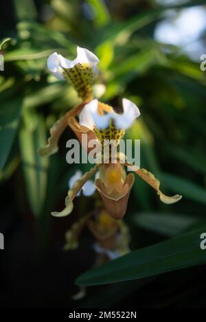 White and yellow flowers of Splendid Paphiopedilum or slipper orchid Stock Photo