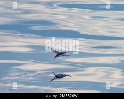 Flying fish gliding on glassy sea in the Banda Sea Indonesia 2022 Stock Photo