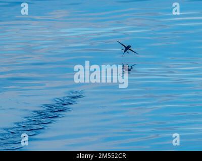 Flying fish gliding on glassy sea in the Banda Sea Indonesia Stock Photo
