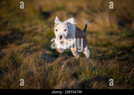 American Pit Bull Terrier puppy Stock Photo