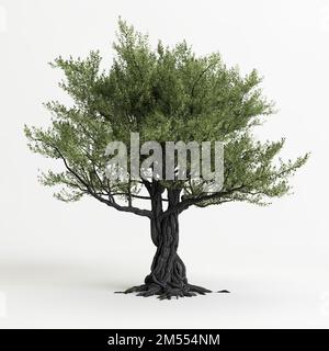 3d illustration of olive tree isolated on white background Stock Photo