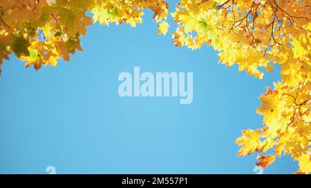 Maple branches in the fall against the blue sky. Stock Photo