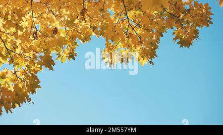 Maple branches in the fall against the blue sky. Stock Photo