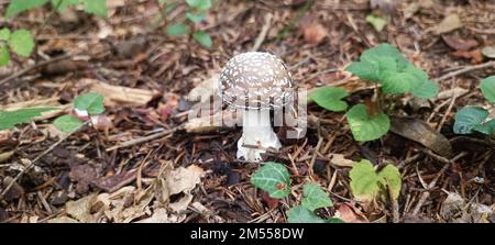 A closeup of Amanita pantherina, a false blusher surrounded by green leaves. Stock Photo