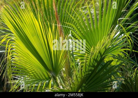 Sunny illuminated Mexican fan palm fronds Stock Photo