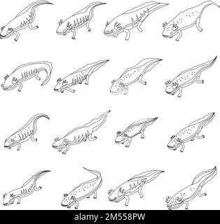 Collection of Vector Axolotl Outline Art. Set of Isolated Amphibian ...