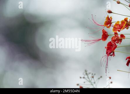 Poinciana regia or Delonix regia flowers isolated on white background. The most common names are: royal poinciana, flamboyant, acacia rubra, phoenix f Stock Photo