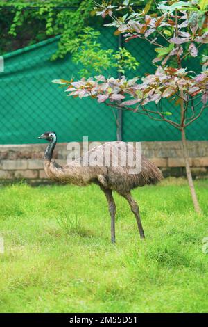 Full body view of Emu bird standing tall on the grass field near a tree in a zoo or national park, Emu (Dromaius novaehollandiae) is the second-larges Stock Photo