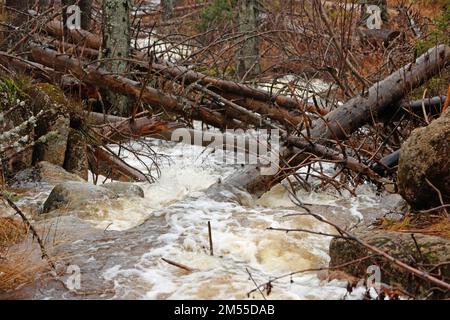 Schierke, Germany. 26th Dec, 2022. Much water leads the 'black silt water' at the Brocken . The small stream is currently carrying more water than usual because of the persistent precipitation and the melting snow. On the Brocken, drizzle and fog currently determine the weather. Only a few hikers are on the summit. Credit: Matthias Bein/dpa/Alamy Live News Stock Photo