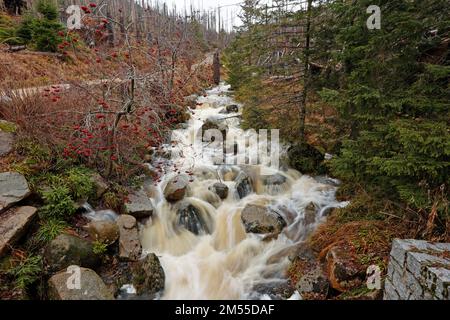 Schierke, Germany. 26th Dec, 2022. Much water leads the 'black silt water' at the Brocken . The small stream is currently carrying more water than usual because of the persistent precipitation and the melting snow. On the Brocken, drizzle and fog currently determine the weather. Only a few hikers are on the summit. Credit: Matthias Bein/dpa/Alamy Live News Stock Photo