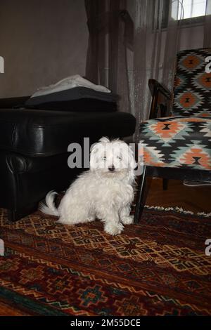 Maltese in the living room (10 years old) Stock Photo