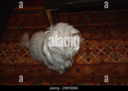 Maltese in the living room (10 years old) Stock Photo