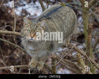 The European wildcat (Felis silvestris) in a winter natural habitat Stock Photo