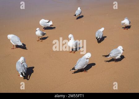 Seagulls on Manly beach, Sydney, NSW, Australia Stock Photo