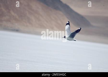 An ivory gull (Pagophila eburnea) in motion above the water Stock Photo
