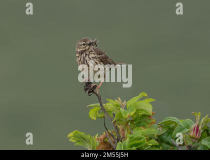 Meadow Pipit (Anthus pratensis) carrying grubs and sitting on dog rose, Sumburgh Head RSPB Reserve, Shetland Stock Photo
