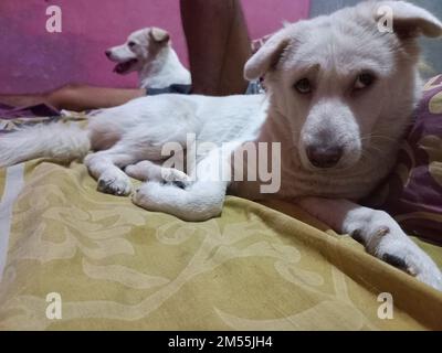 shy white dog face relaxing sleeping with owner in bed Stock Photo