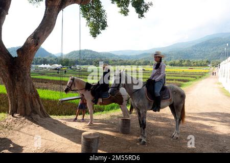 CHIANG MAI, THAILAND - DECEMBER 10, 2022 : The Trainer riding a horse for sightseeing at Maehia agricultural field in Chiang Mai, Thailand. Stock Photo