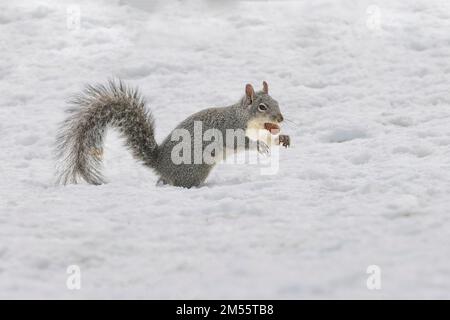 Western Gray Squirrel (Sciurus griseus) in snow with a black oak acorn - photographed in Lassen County, Califronia, USA. Stock Photo